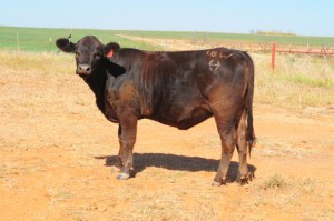 This Heifer is for sale...Click to enlarge