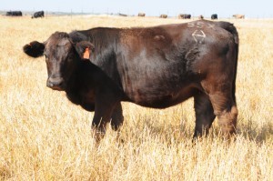 Click to enlarge this Ranger Daughter