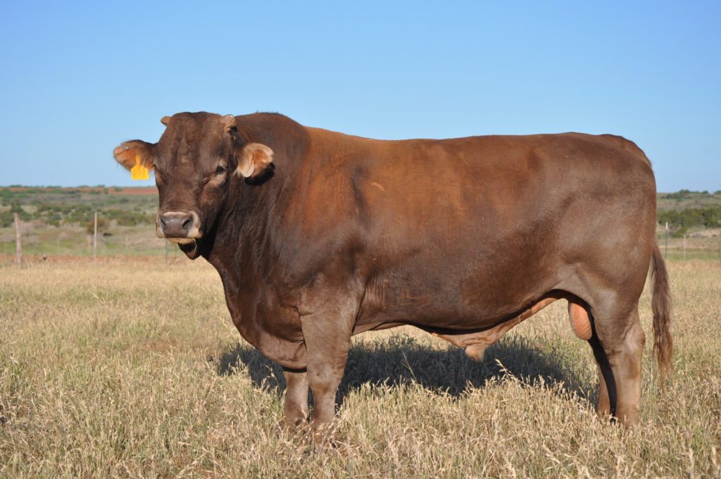 Purebred Braunvieh Bull