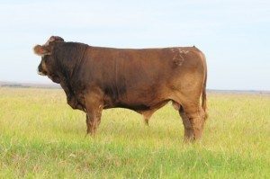 3W-9533-w1000-h800 A linebred Northstar Vernon son