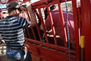 Theres more than one way to breed a cow.